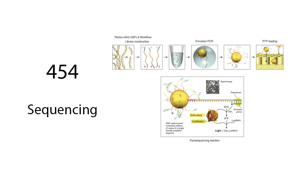 454 sequencing