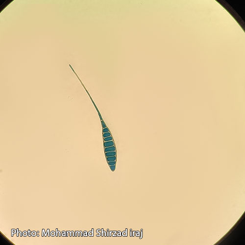Alternaria dauci
