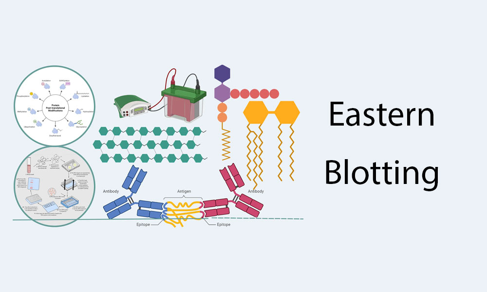 Eastern Blotting
