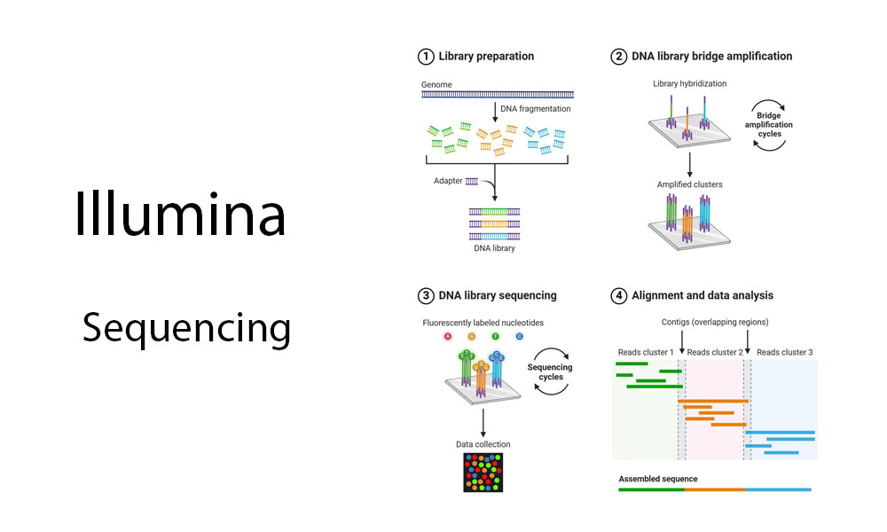 Illumina Sequencing
