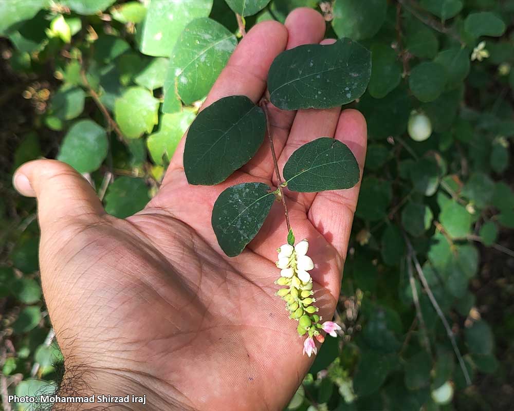 Pic-Symphoricarpos-albus-1