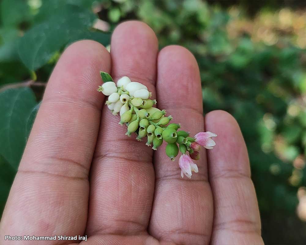 Symphoricarpos-albus-2