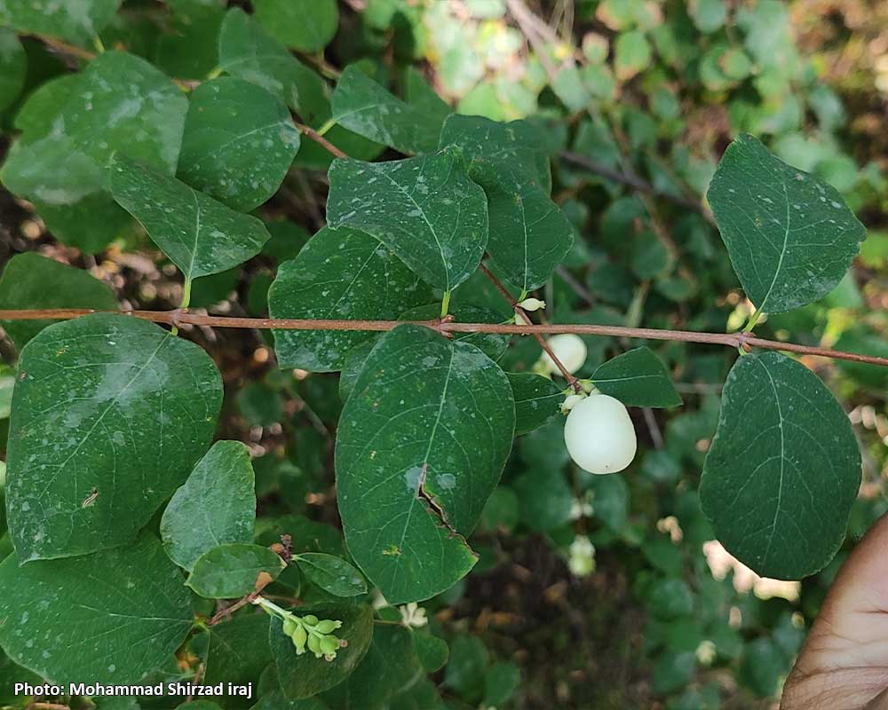 Symphoricarpos-albus-3