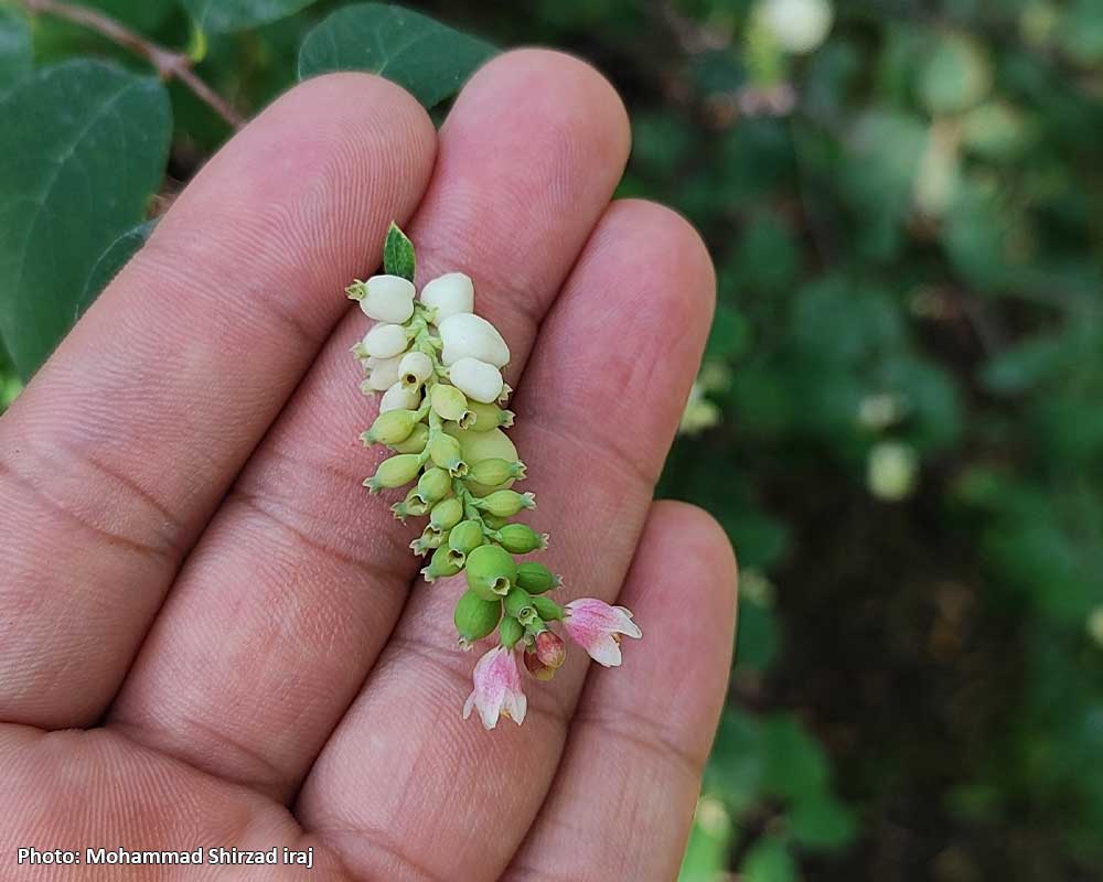 Symphoricarpos-albus-4