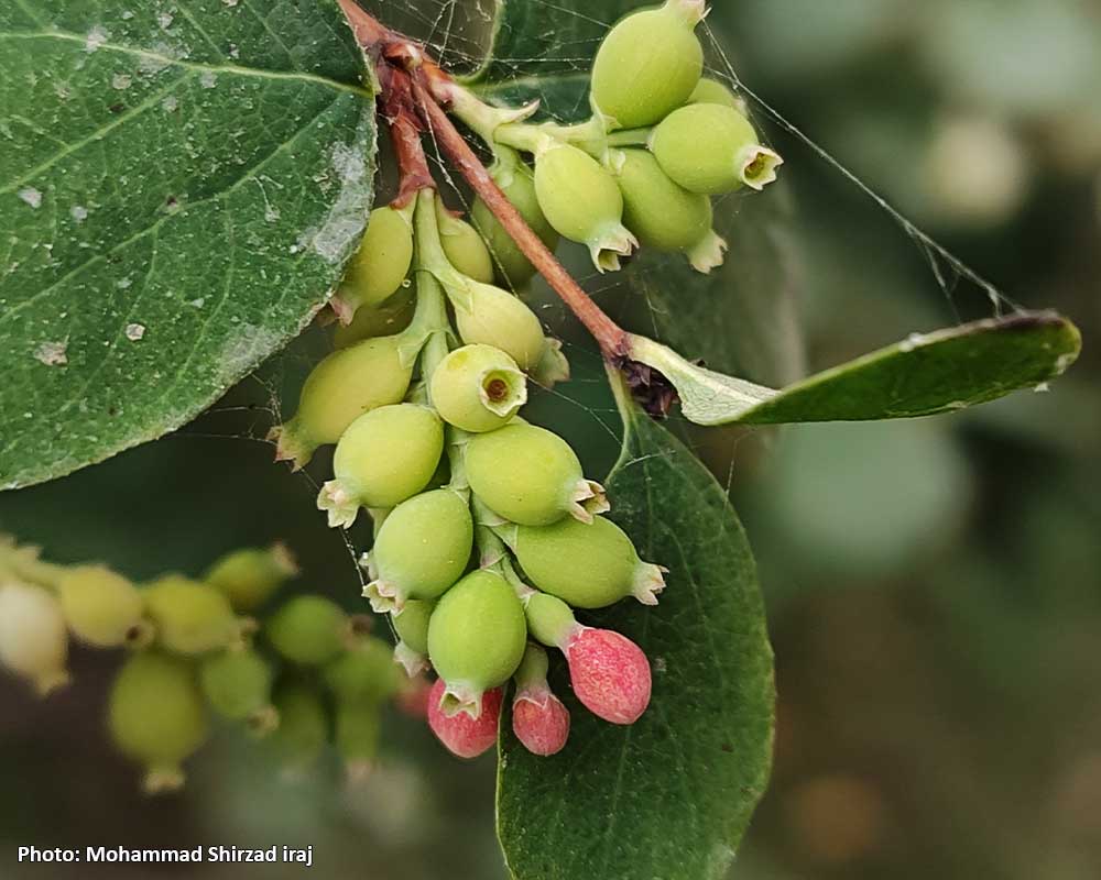 Symphoricarpos-albus-5