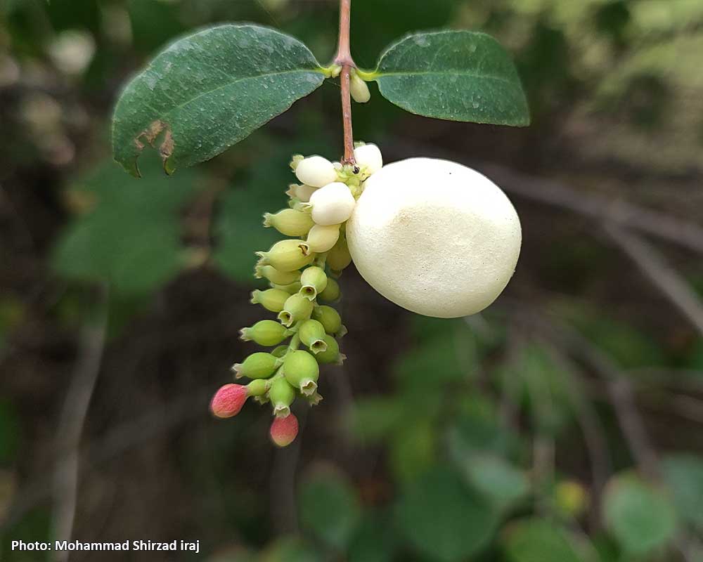 Symphoricarpos-albus-6