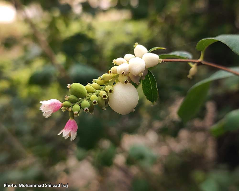 Symphoricarpos-albus-7
