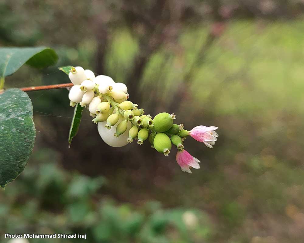 Symphoricarpos-albus-8