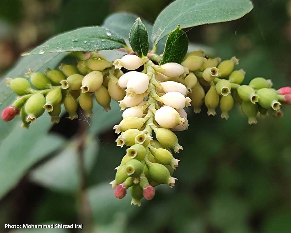 Symphoricarpos-albus-9