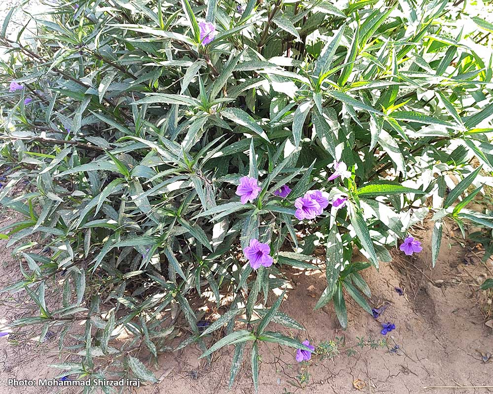 Pic-Ruellia-simplex-1