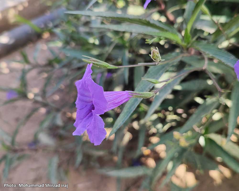 Pic-Ruellia-simplex-2