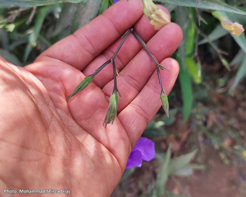 Pic-Ruellia-simplex-3
