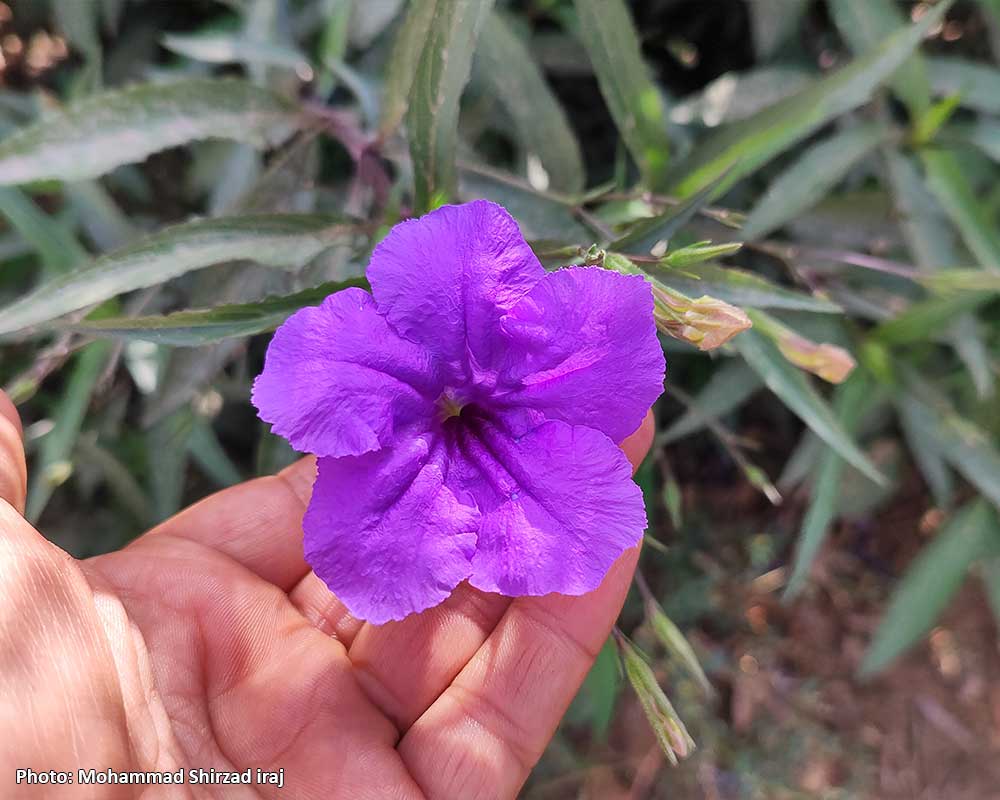 Pic-Ruellia-simplex-4
