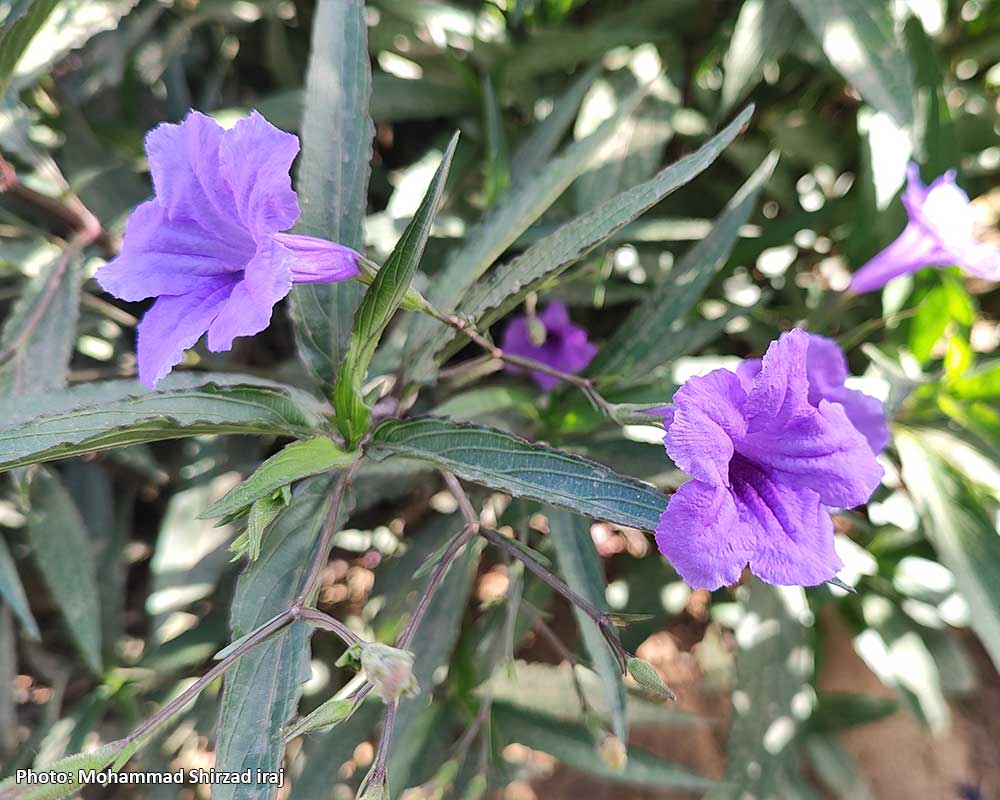 Pic-Ruellia-simplex-5