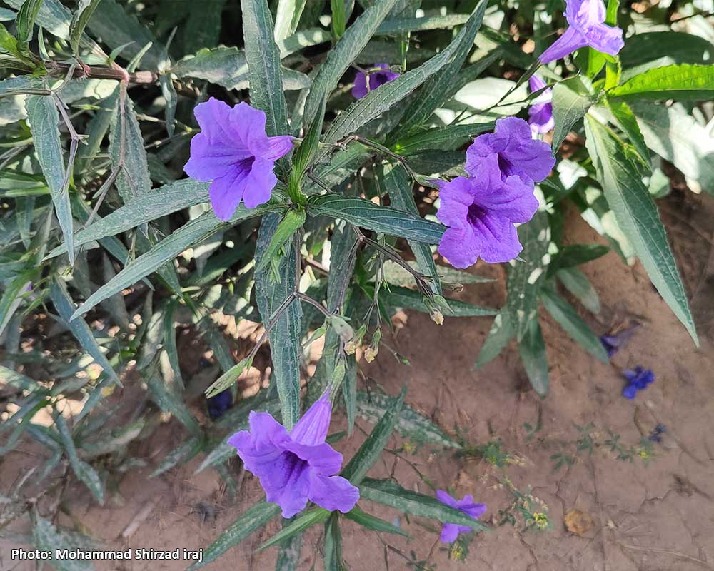 Pic-Ruellia-simplex-6